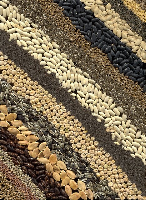 Egyptian Seeds